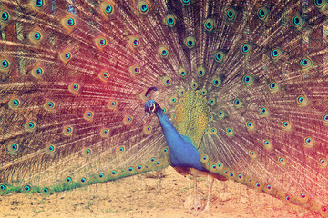 Obraz premium obraz piękny męski paw, otwierając ogon, na zewnątrz.