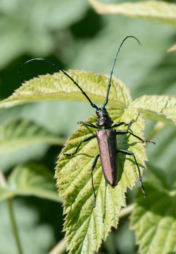 The black beetle sits on a green young leaf. Monochamus scutellatus.