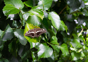 Schmetterling