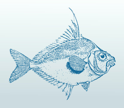 Striped ponyfish (aurigequula fasciata) from australia in side view. Illustration after a historical lithography from the 19th century. Easy editable in layers