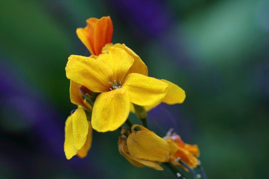 Cheiranthus cheiri or Wallflowers is a richly flowering plants with beautiful flowers