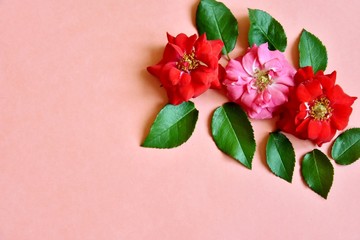 roses on a pink background