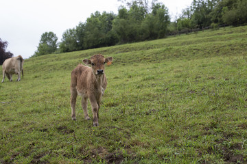 Portrait of a calf