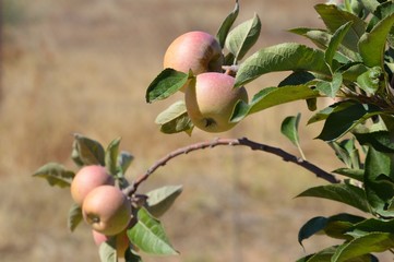 Ramilletes de manzanas