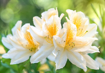 White flower