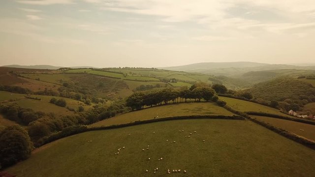 Aerial of Sheep grazing on Exmoor hills in England top down birds eye view