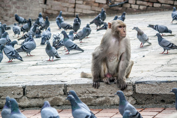 Affe und Tauben - Hinduismus Pashupatinath
