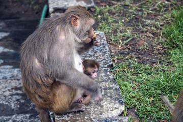 Affe mit Kind - Hinduismus Pashupatinath