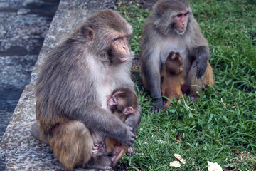Affen mit Kinder - Hinduismus Pashupatinath