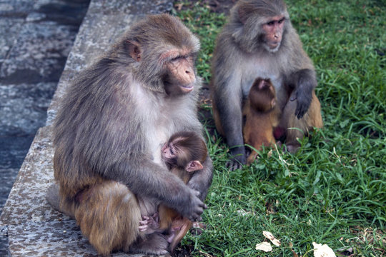 Affen mit Kinder - Hinduismus Pashupatinath