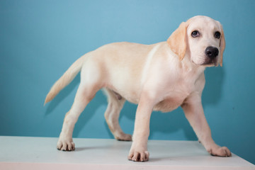 Fototapeta na wymiar puppy Labrador Retriever