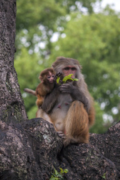 Affe isst Blatt mit Kind - Hinduismus Pashupatinath