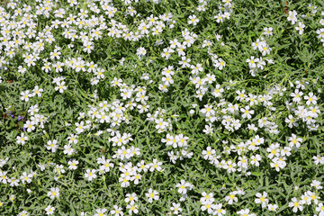 Close-up willd white flowers on the field in the spring. Nature background
