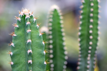 Cactus is the succulent plant with many different shapes, colors, variegated and beautiful flowers. Its native is in desert. People grow cactus for decorate in their garden, glasshouse or greenhouse.