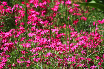 Pink flowers in the grass in the spring