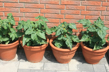 Buschtomaten