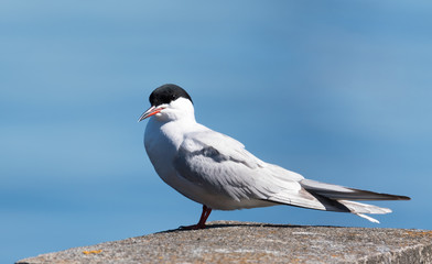 Arctic tern