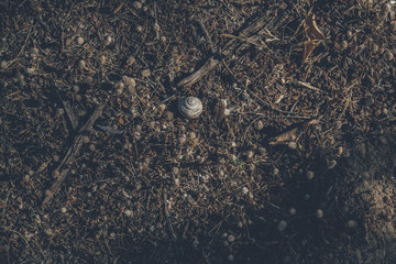 Snail