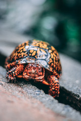 Turtle enjoying some sun after the rain.