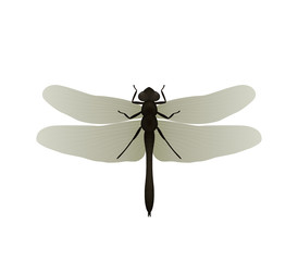 Dragonfly. Vector illustration, isolated on white background.