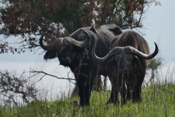 Zwei B&uuml;ffel in Buschlandschaft