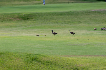 Family of geese in the field