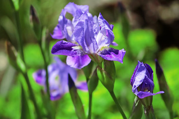 Blue irises on a green background