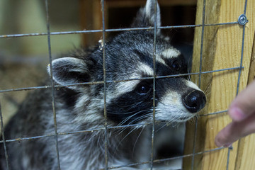 sad raccoons expect when they will be fed