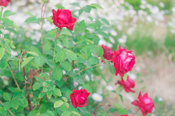 first roses in the garden