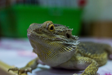 Lizard Cordylidae rest after a hearty lunch