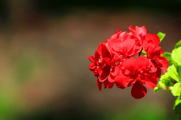 Red geranium close up in the garden with dark  background