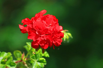 Red geranium close up in the garden with green background