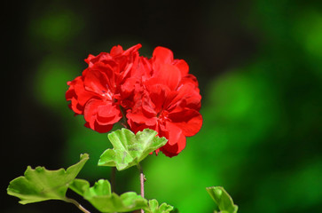 Red geranium close up in the garden with green background
