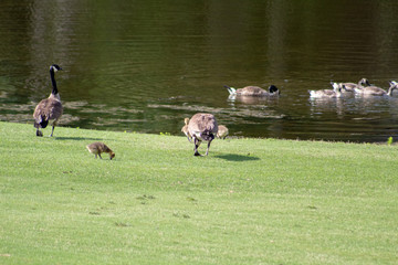 Family of geese in the field