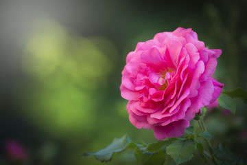 Blooming roses and buds on a bush in the garden