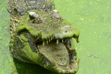 close up of salt water crocodile.