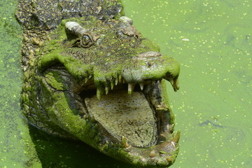 close up of salt water crocodile.