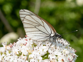 White butterfly Aporia crataegi. Aporia crataegi, the black-veined white, is a large butterfly of the family Pieridae.