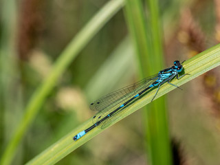 Azure damselfly on a blade of grass - Coenagrion puella, closeup nature photo