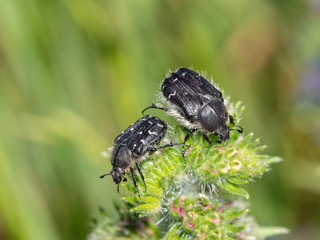 Close up of Tropinota hirta beetle crawling on wild flower