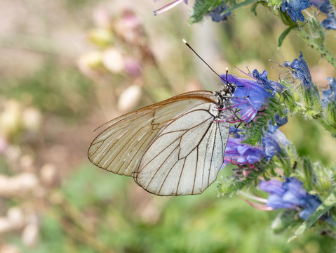 White butterfly Aporia crataegi. Aporia crataegi, the black-veined white, is a large butterfly of the family Pieridae.