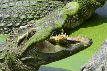 Obraz premium close up of salt water crocodile.