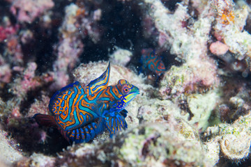 Mandarin fish on hard coral background