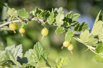 branch of gooseberry in the garden