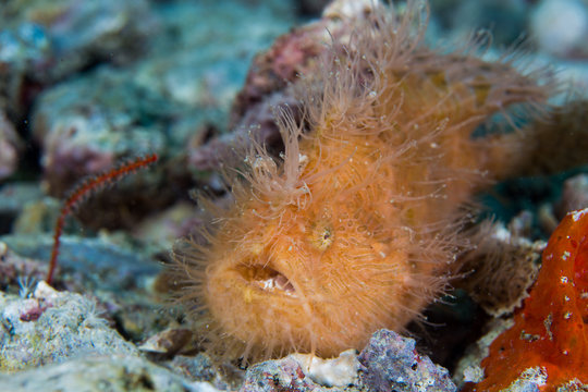 Hairy frogfish in Malapascua sea,Philippines