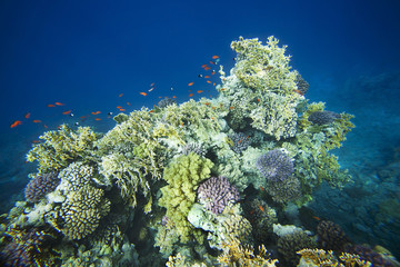 Colorful corals on the reef in the underwater world of the red sea.