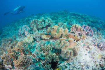 Fototapeta na wymiar Scuba dive coral reef. Divers underwater in ocean