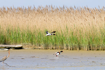 Common shelduck close up.Po river lagoon