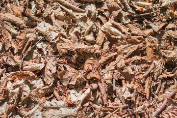 Background image of dry fallen leaves on the ground