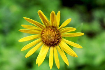 Yellow daisy (doronikum)